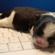 Illustration for article titled RIAA Sues 10-year-old Girl with a Disabled Mom; Puppy Next